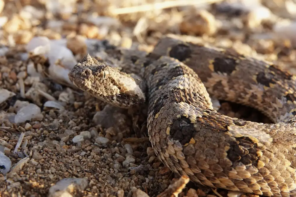 Viper Valorant